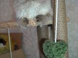 Кошки, котята Персидская, цена 100 Грн., Фото