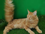 Кішки, кошенята Мейн-кун, ціна 12500 Грн., Фото