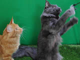 Кішки, кошенята Мейн-кун, ціна 12500 Грн., Фото
