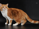 Кішки, кошенята Спаровування, ціна 2600 Грн., Фото