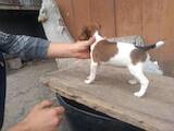 Собаки, щенки Гладкошерстный фокстерьер, цена 800 Грн., Фото