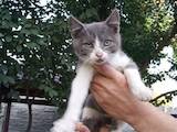 Кошки, котята Беспородная, цена 1 Грн., Фото