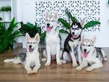 Собаки, щенки Сибирский хаски, цена 5500 Грн., Фото