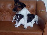 Собаки, щенята Джек Рассел тер'єр, ціна 3000 Грн., Фото