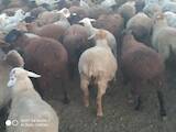 Животноводство,  Сельхоз животные Бараны, овцы, цена 45 Грн., Фото