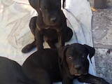Собаки, щенки Кане Корсо, цена 4000 Грн., Фото