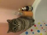 Кішки, кошенята Шотландська короткошерста, Фото