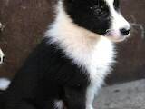 Собаки, щенки Русско-Европейская лайка, цена 1000 Грн., Фото
