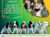 Собаки, щенки Английский коккер, цена 12500 Грн., Фото