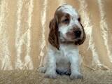 Собаки, щенята Англійський коккер, ціна 12500 Грн., Фото
