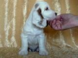 Собаки, щенки Английский коккер, цена 12500 Грн., Фото