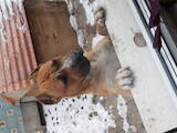 Собаки, щенята Спаровування, ціна 100 Грн., Фото