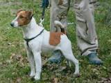 Собаки, щенята Гладкошерста фокстер'єр, ціна 4000 Грн., Фото