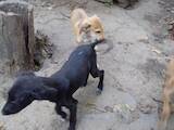 Собаки, щенята Салюк, ціна 5000 Грн., Фото