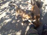 Собаки, щенки Салюки, цена 5000 Грн., Фото