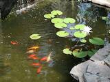 Рибки, акваріуми Установка і догляд, ціна 100 Грн., Фото