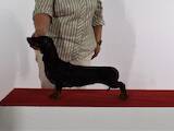 Собаки, щенки Гладкошерстная миниатюрная такса, цена 15000 Грн., Фото