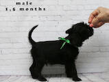 Собаки, щенки Бельгийский гриффон, цена 15000 Грн., Фото