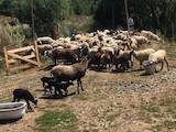 Животноводство,  Сельхоз животные Бараны, овцы, цена 55 Грн., Фото