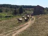 Животноводство,  Сельхоз животные Бараны, овцы, цена 55 Грн., Фото