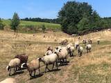 Тваринництво,  Сільгосп тварини Барани, вівці, ціна 55 Грн., Фото