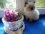 Кошки, котята Невская маскарадная, цена 2600 Грн., Фото