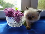 Кошки, котята Невская маскарадная, цена 2600 Грн., Фото