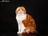 Кошки, котята Спаривание, цена 2600 Грн., Фото
