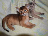 Кішки, кошенята Абіссінська, ціна 14000 Грн., Фото