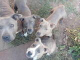 Собаки, щенки Американский стаффордширский терьер, цена 3500 Грн., Фото