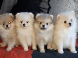 Собаки, щенки Померанский шпиц, цена 10000 Грн., Фото