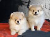 Собаки, щенки Померанский шпиц, цена 10000 Грн., Фото