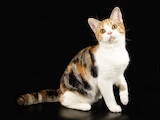 Кошки, котята Американская короткошерстная, цена 19000 Грн., Фото