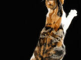 Кошки, котята Американская короткошерстная, цена 19000 Грн., Фото