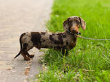 Собаки, щенята Гладкошерста мініатюрна такса, ціна 10000 Грн., Фото