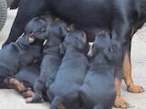 Собаки, щенки Русско-Европейская лайка, цена 1300 Грн., Фото