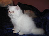 Кішки, кошенята Персидська, ціна 1000 Грн., Фото