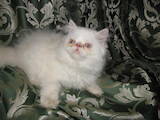 Кошки, котята Персидская, цена 1000 Грн., Фото
