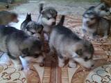 Собаки, щенки Аляскинский маламут, цена 2000 Грн., Фото