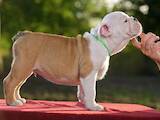 Собаки, щенки Английский бульдог, цена 24000 Грн., Фото