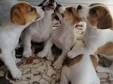 Собаки, щенки Джек Рассел терьер, цена 8500 Грн., Фото