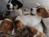 Собаки, щенята Джек Рассел тер'єр, ціна 8500 Грн., Фото