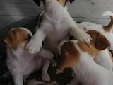 Собаки, щенята Джек Рассел тер'єр, ціна 8500 Грн., Фото