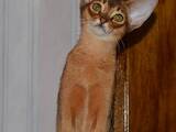 Кошки, котята Абиссинская, цена 12500 Грн., Фото