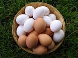 Продовольство Яйця, ціна 14 Грн., Фото