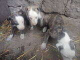 Собаки, щенки Грейхаунд, цена 900 Грн., Фото