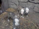 Собаки, щенки Грейхаунд, цена 900 Грн., Фото
