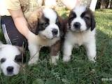 Собаки, щенки Сенбернар, цена 14000 Грн., Фото
