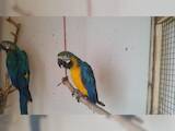 Папуги й птахи Папуги, ціна 20000 Грн., Фото