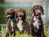 Собаки, щенки Неизвестная порода, цена 20000 Грн., Фото